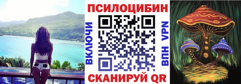 Купить где  Каргат  Псилоцибиновые грибы Psilocybine cubensis 